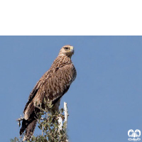 گونه عقاب شاهی Eastern Imperial Eagle